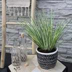 3 x Acorus gramineus 'Argenteostriatus', groeiwijze van de plant