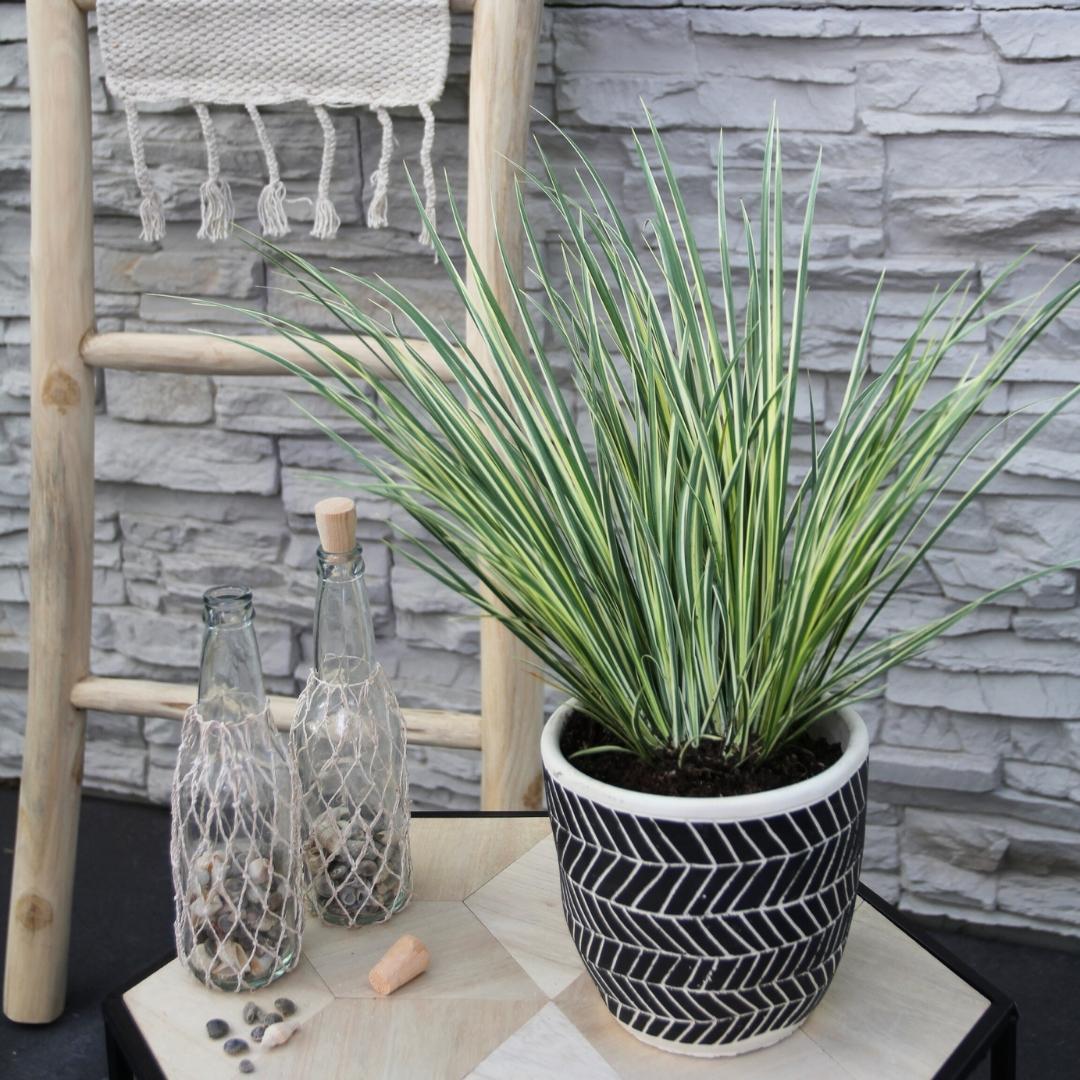 3 x Acorus gramineus 'Argenteostriatus', groeiwijze van de plant
