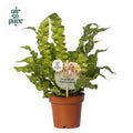 Productfoto van Asplenium Crispy Wave
