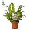 Asplenium Crispy Wave