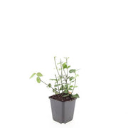Euonymus fort. &