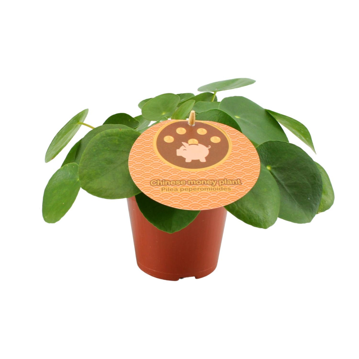 Detailfoto van Pilea Peperomioides