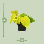 Detailfoto van Philodendron Lime