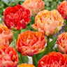 Gevulde tulp 'Gudoshnik Double' bloembollen