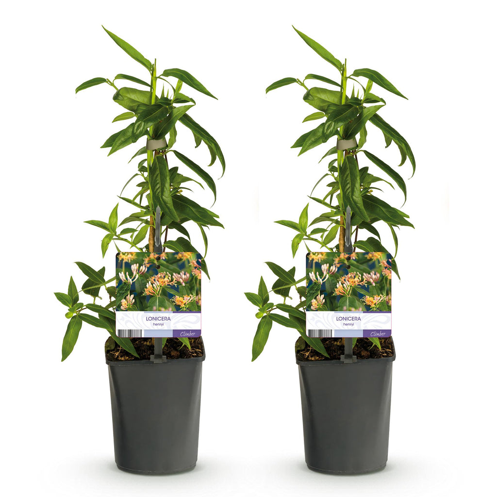 Lonicera henryi, plant voor tuin en border