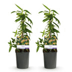 Lonicera henryi, plant voor tuin en border
