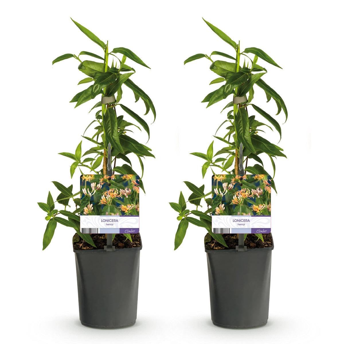 Lonicera henryi, plant voor tuin en border