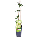 Productfoto van Passiflora wit caerulea 'Constance Elliot'