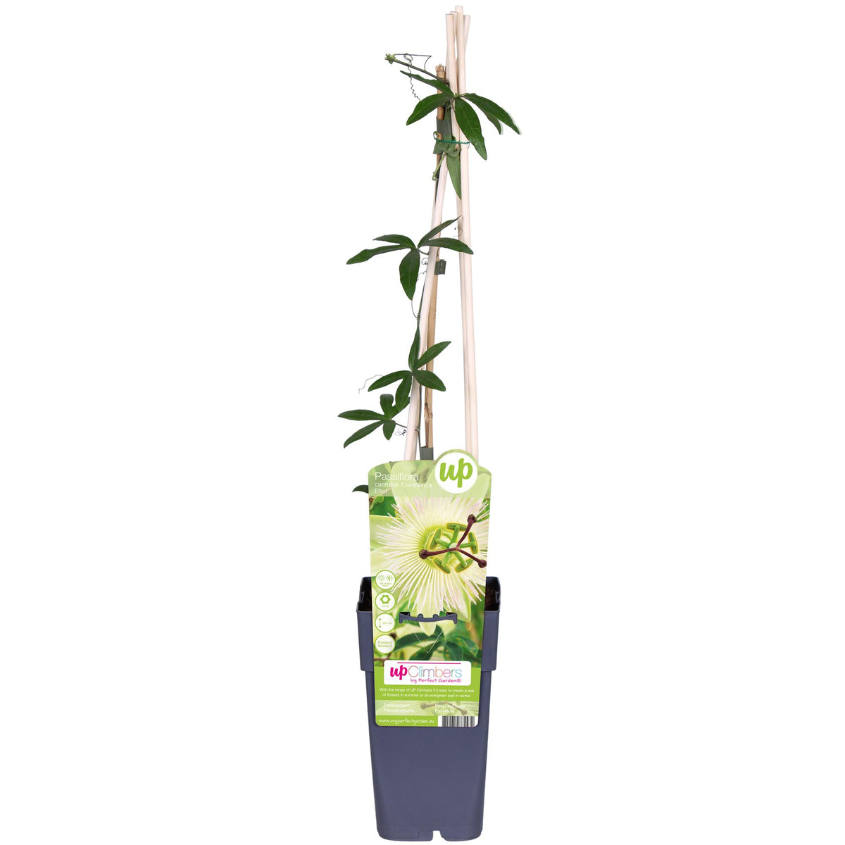 Productfoto van Passiflora wit caerulea 'Constance Elliot'