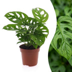 Monstera Adansonii - Rhaphidophora Tetrasperma, plant in pot