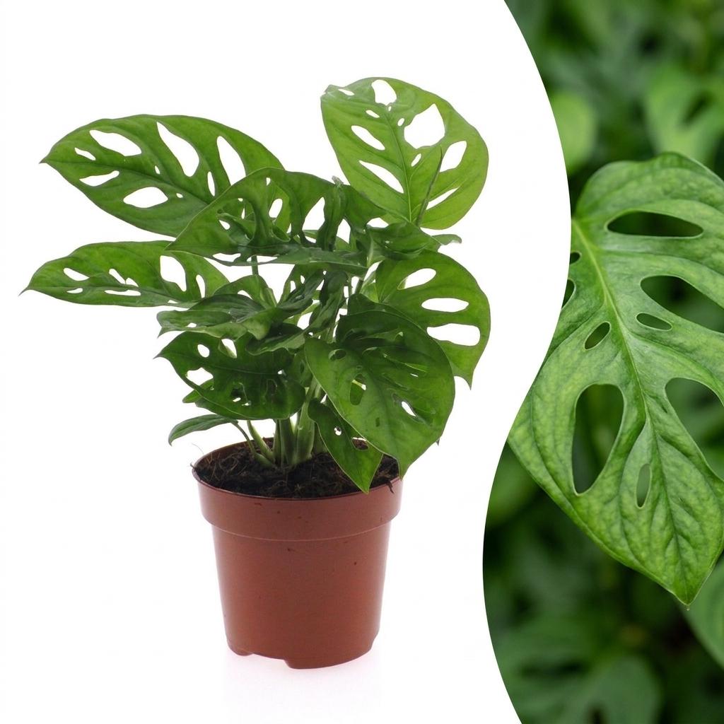 Monstera Adansonii - Rhaphidophora Tetrasperma, plant in pot