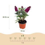 Vlinderstruik Butterfly Candy Little Ruby