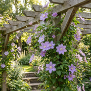 Clematis &
