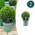 2x Ilex crenata 'Jenny' bol XL | set van 2 stuks, plant in pot
