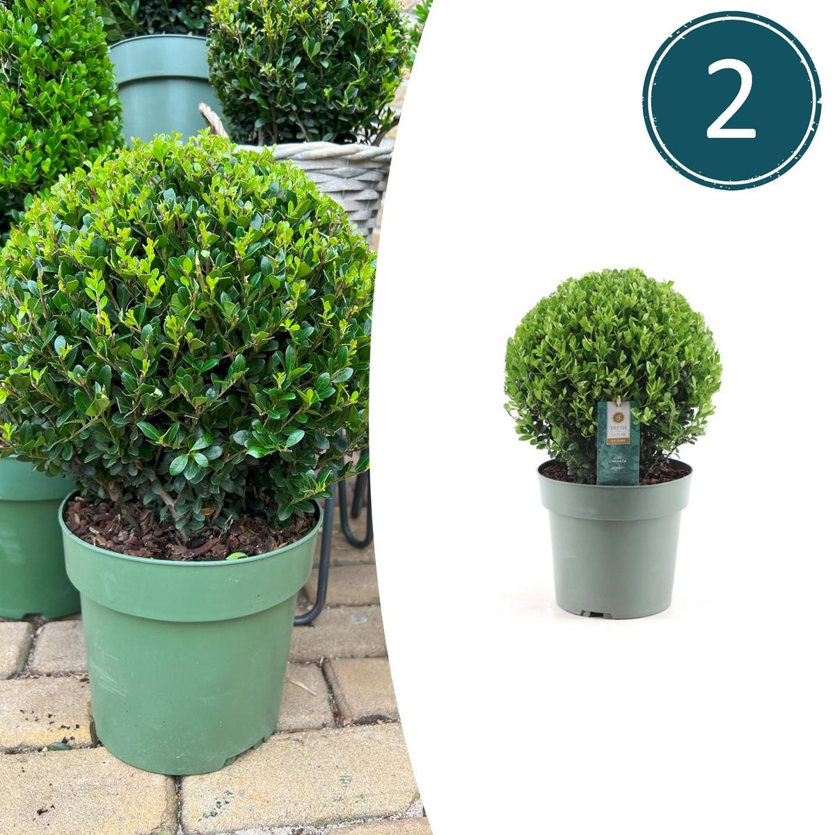 2x Ilex crenata 'Jenny' bol XL | set van 2 stuks, plant in pot
