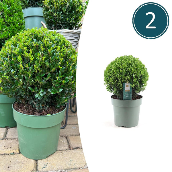 2x Ilex crenata 'Jenny' bol XL | set van 2 stuks