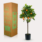 Productafbeelding van Pureplant