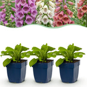 Digitalis Tricolour - Vingerhoedskruid - Schaduw - Roze - Paars - Wit - 12 Planten