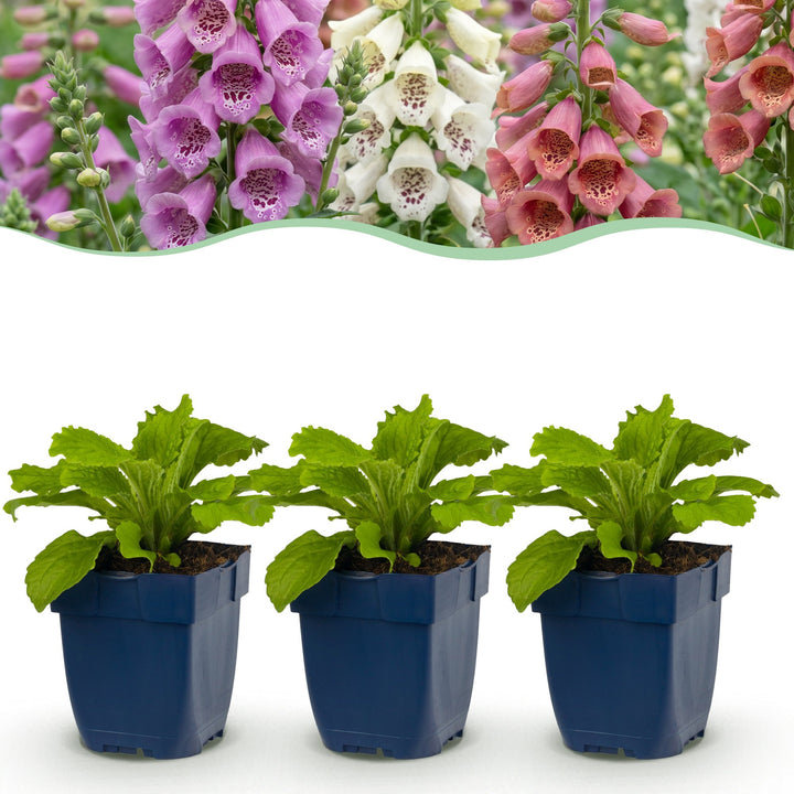 Digitalis Tricolour - Vingerhoedskruid - Schaduw - Roze - Paars - Wit - 12 Planten