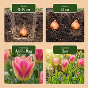 Tulp &