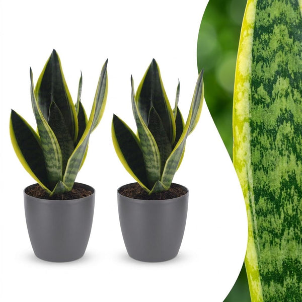 Vrouwentong Sansevieria 'Future Superb', grijze pot
