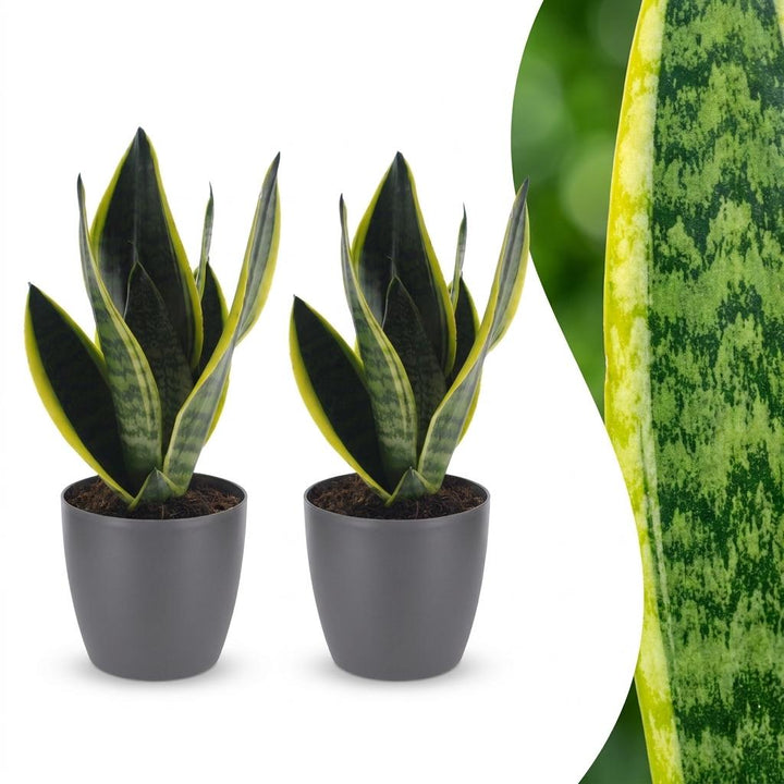 Vrouwentong Sansevieria &