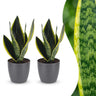 Vrouwentong Sansevieria 'Future Superb', grijze pot