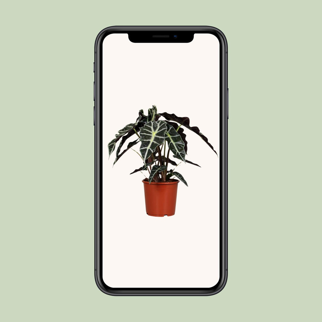Alocasia Polly, groene bladeren