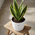 Elho Brussels ronde bloempot, wit, Ø25 cm, groene bladeren