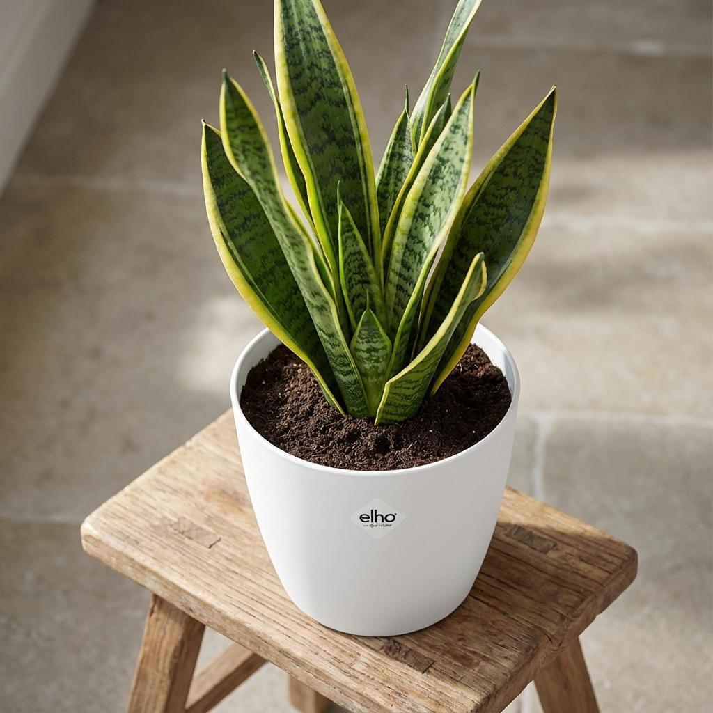 Elho Brussels ronde bloempot, wit, Ø25 cm, groene bladeren