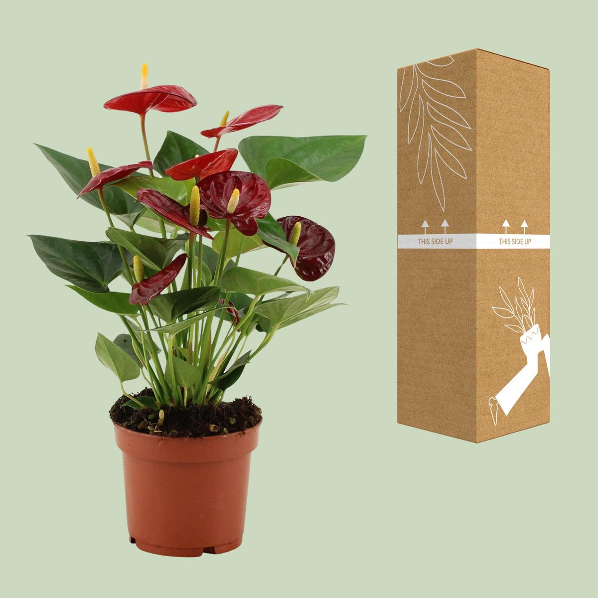 Detailfoto van Anthurium Calon In Transparant Sleeve