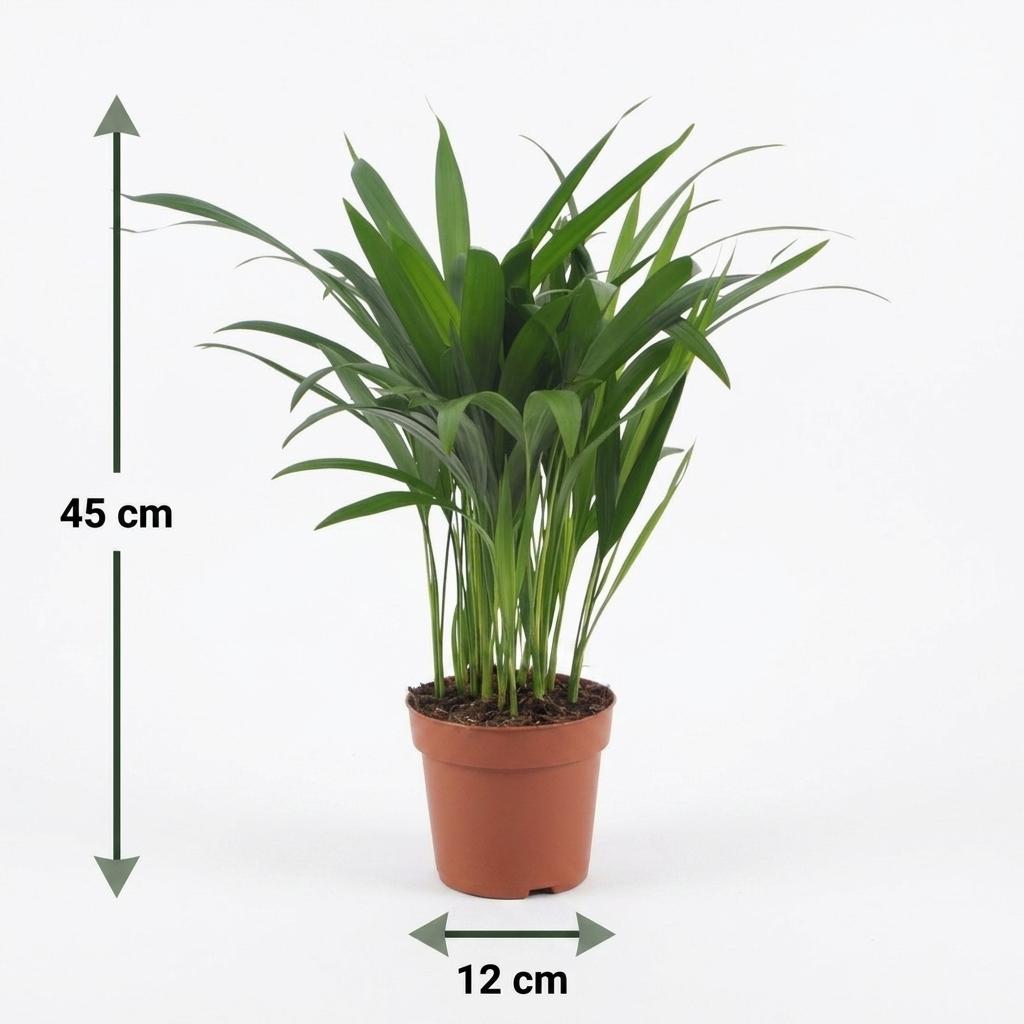 Areca Lutescens - Goudpalm, groeiwijze van de plant