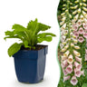 Digitalis purp. Gloxiniiflora - Vingerhoedskruid - Schaduw - Wit-Roze - 6 Planten