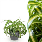 Chlorophytum comosum Bonnie met grijze pot, detail van het blad