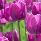 Tulpenbollen Purple Prince – 20 Stuks Maat 11/12, detail van het blad