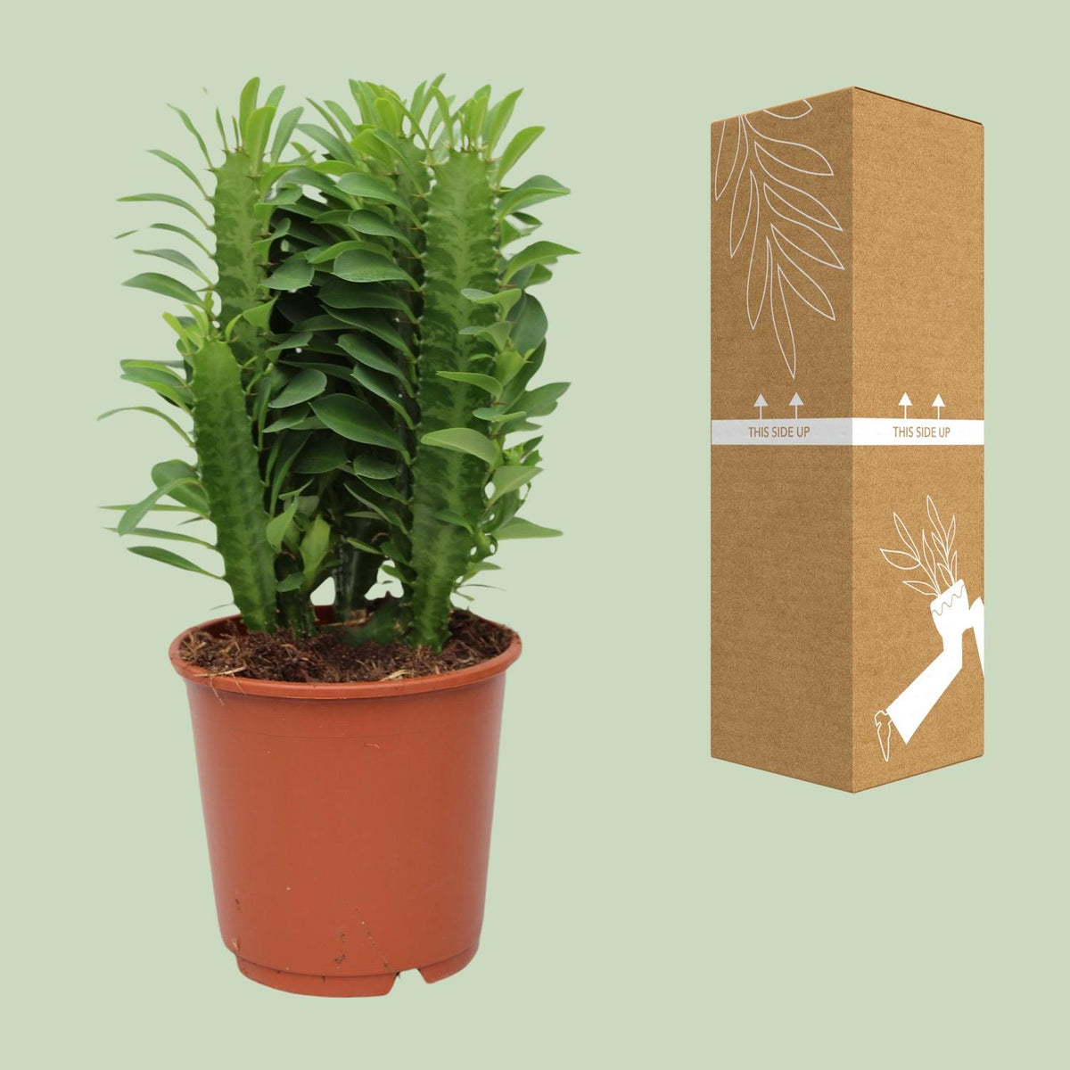 Detailfoto van Euphorbia Trigona