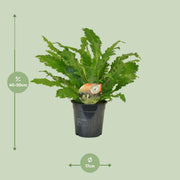 Asplenium Campio