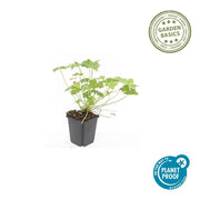 Geranium &