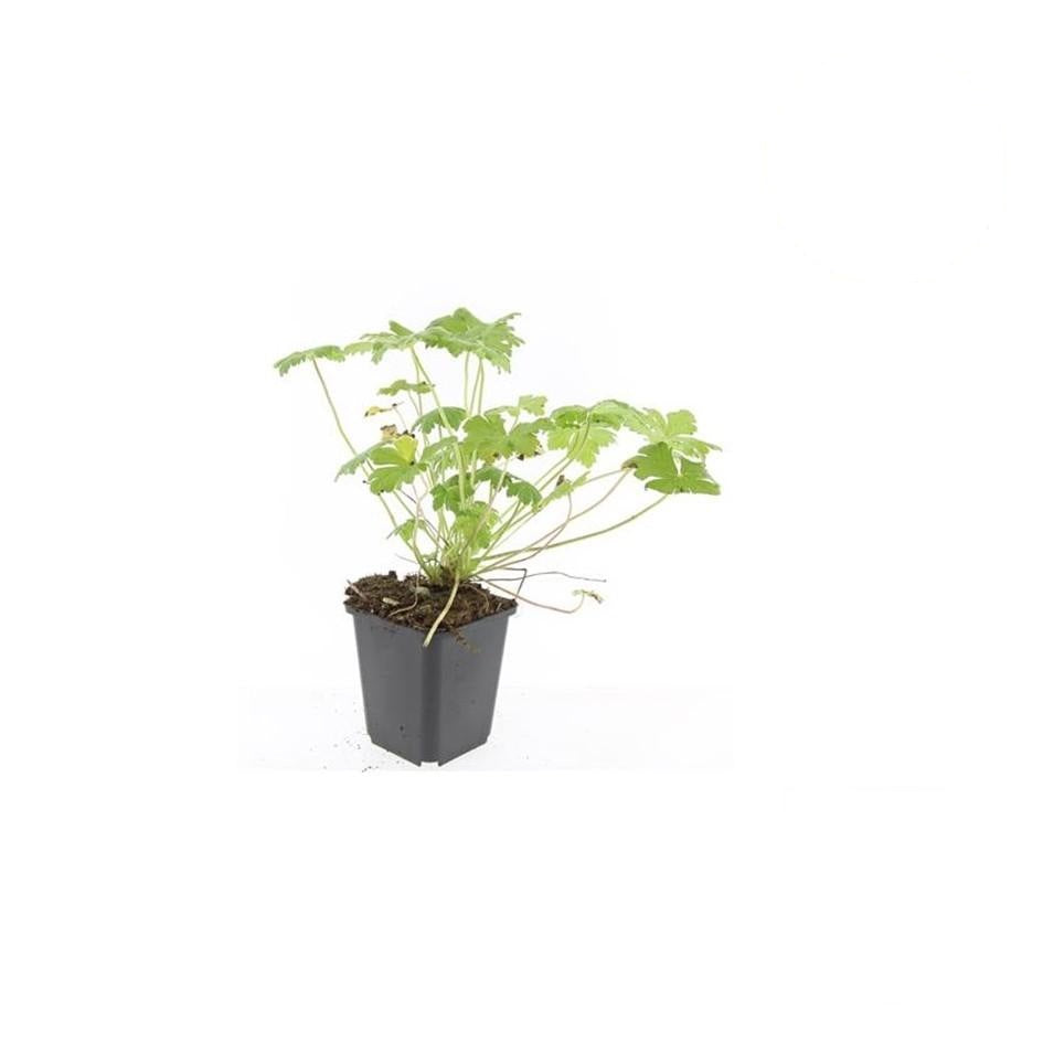 Geranium 'Tiny Monster', groene bladeren