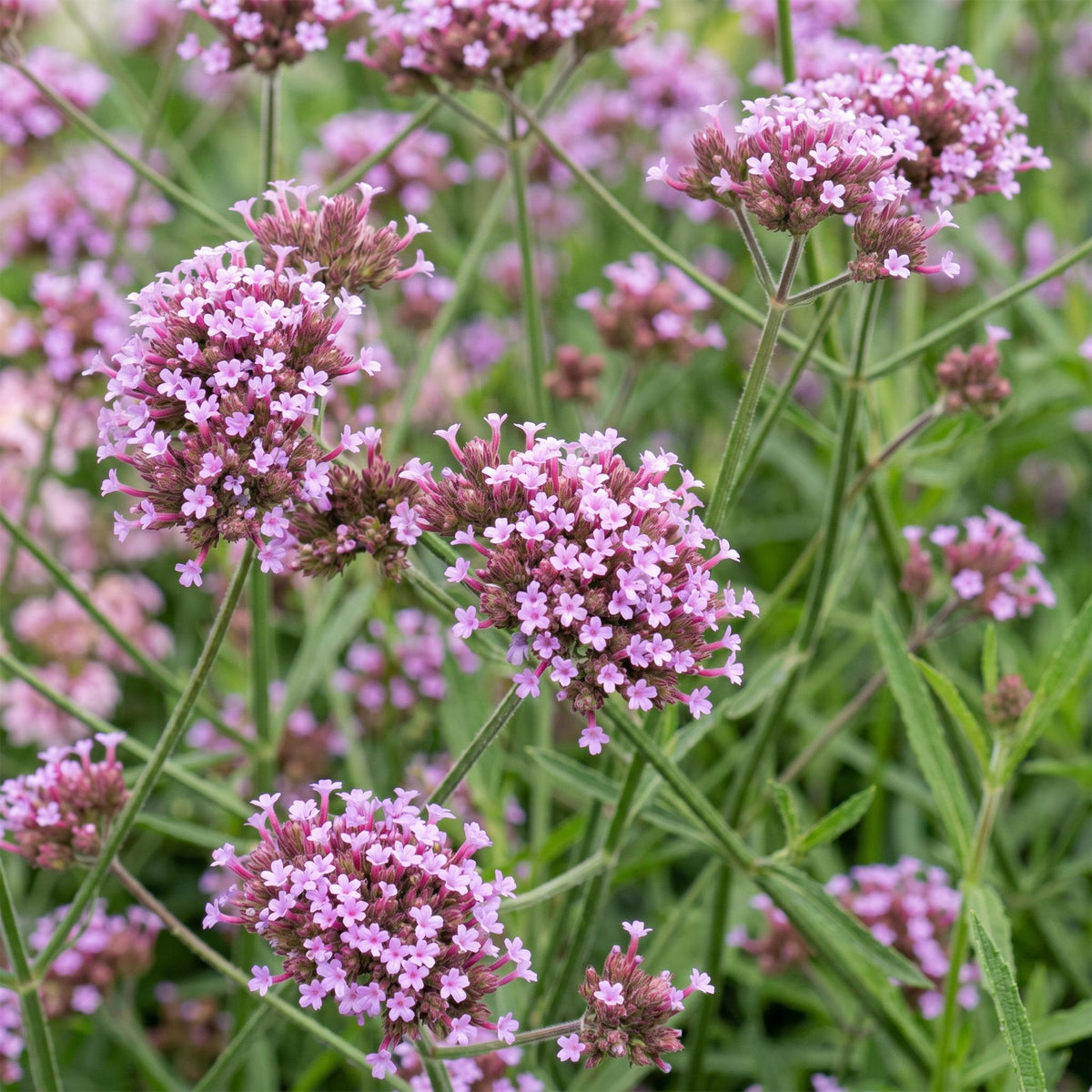 Ijzerhard bonariensis Lollipop, met paarse bloemen, groene bladeren