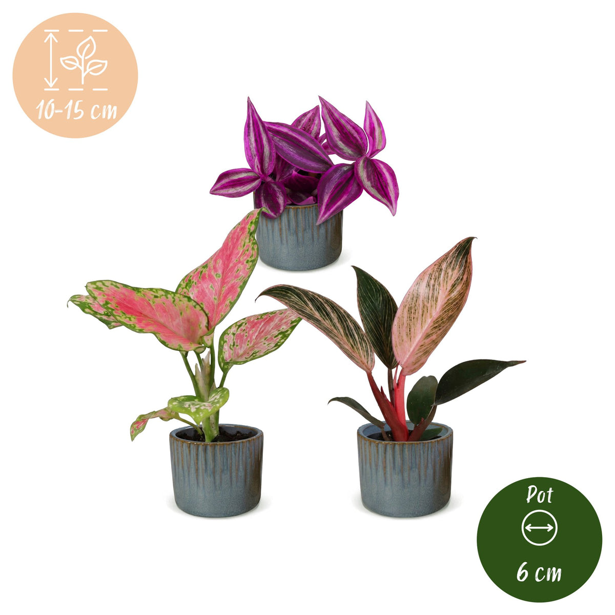 3x Baby Paradise Mix met Linnea Misty Blue, compacte jonge tropische kamerplanten voor binnen
