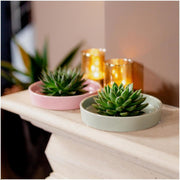 ROOTLESS Succulent Echeveria Pulidonis in schaal &