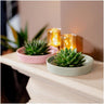 ROOTLESS Succulent Echeveria Pulidonis in schaal 'groen'