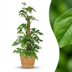 Mini Gatenplant - Monstera Minima Mosstok met Mand, detail van het blad