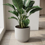 Productafbeelding van Pureplant