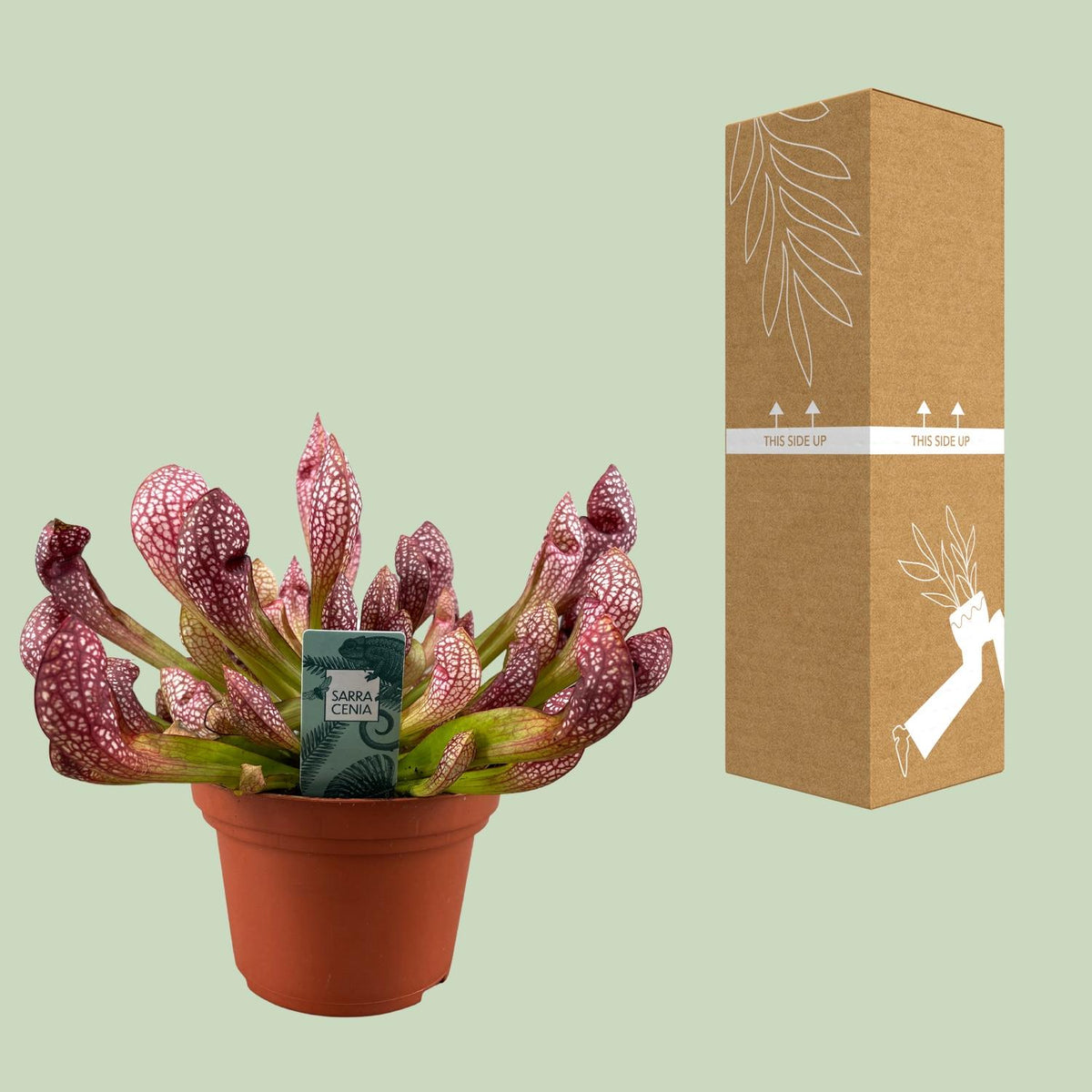 Detailfoto van Sarracenia Scarlet Belle