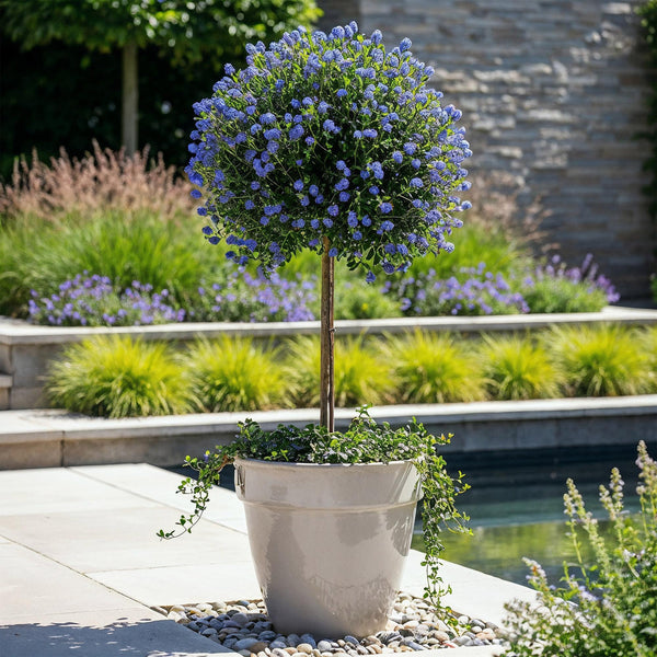 Ceanothus impressus Victoria