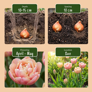 Tulp &