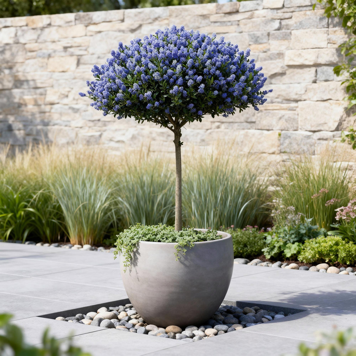 Ceanothus thyrsiflorus Repens, plant in pot