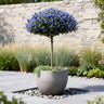 Ceanothus thyrsiflorus Repens